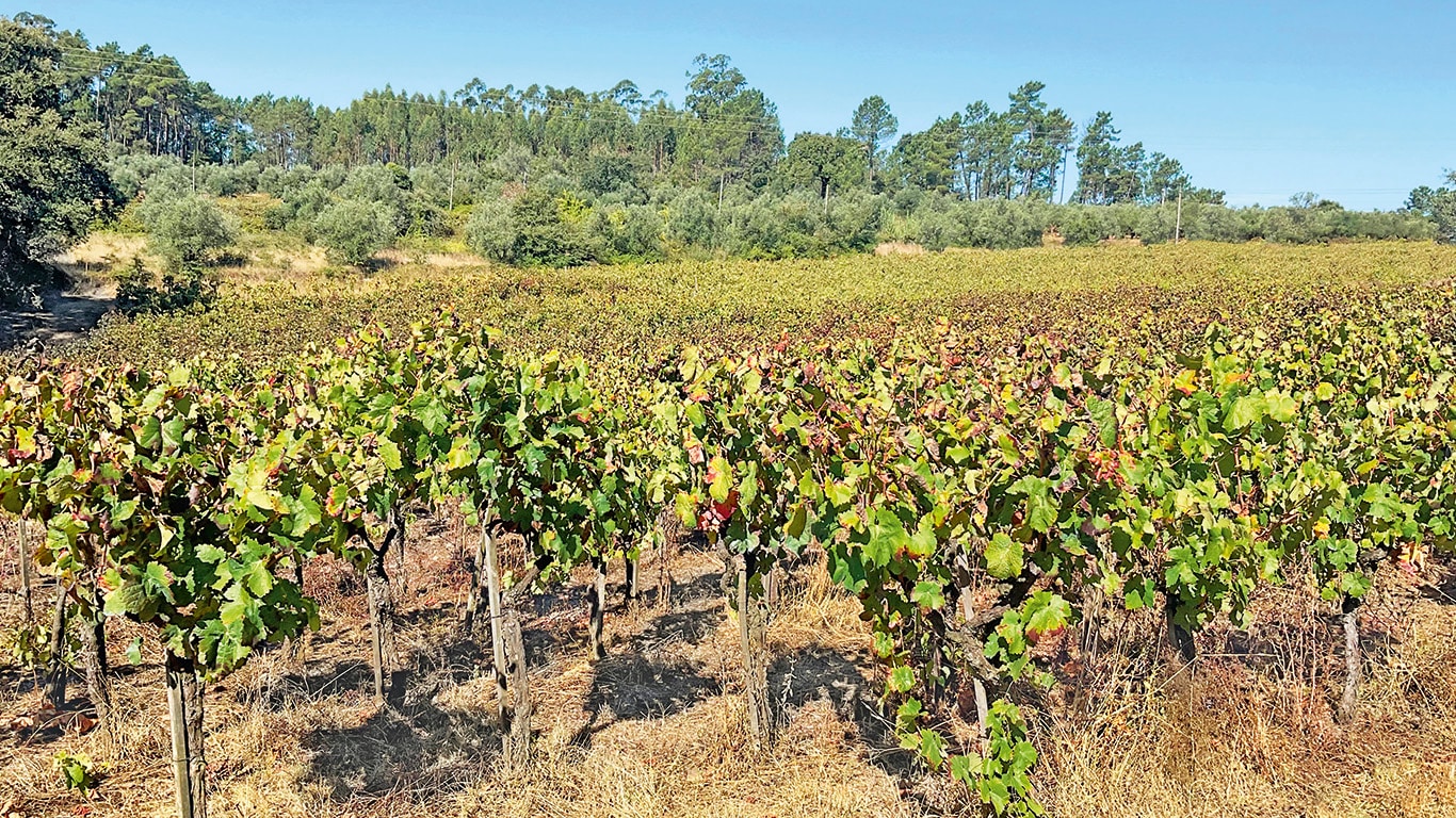 VINHO MEDIEVAL DE OURÉM