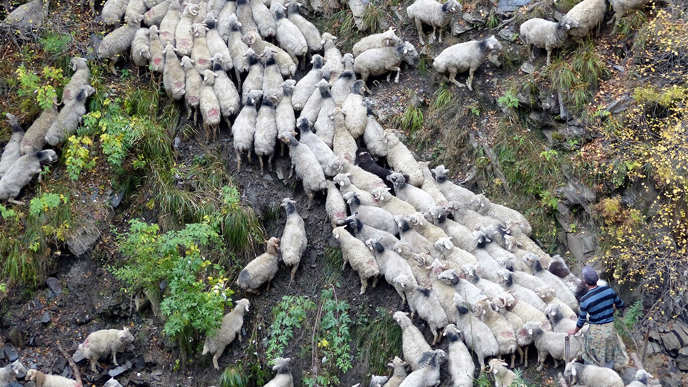 As ovelhas atravessam um terreno acidentado para chegar aos campos de pastagem.