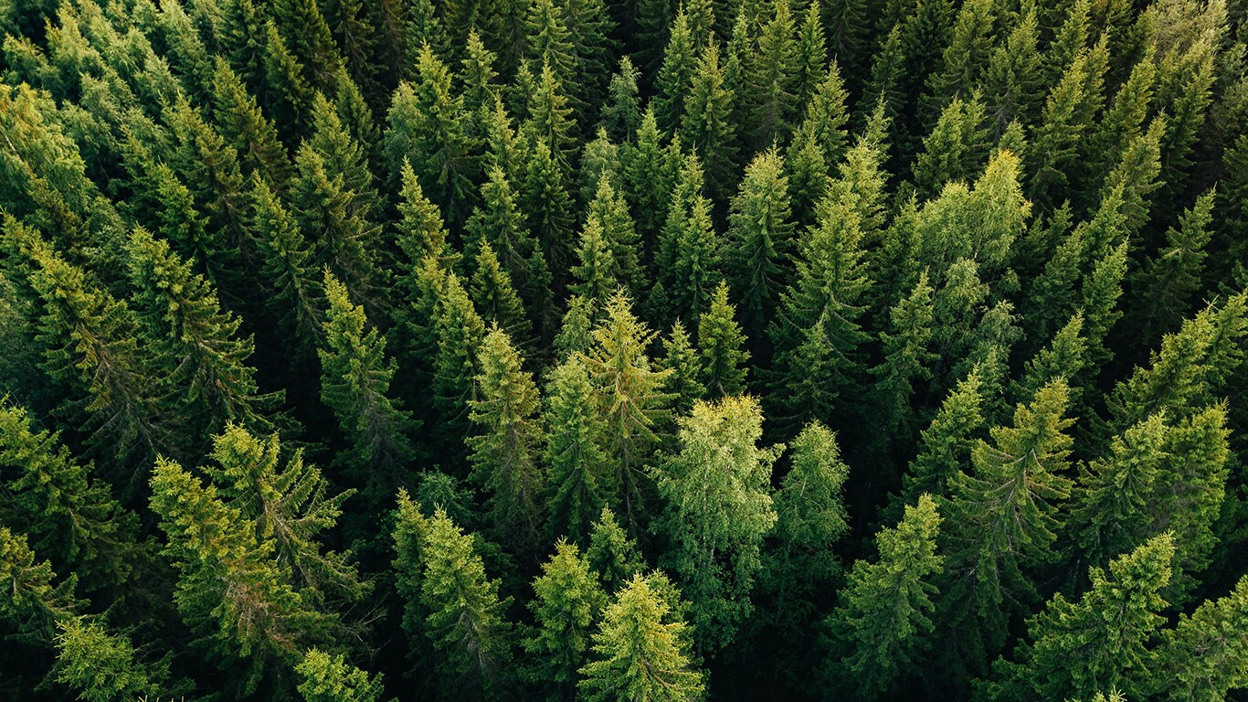 Floresta verde