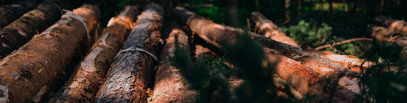 Toros na floresta