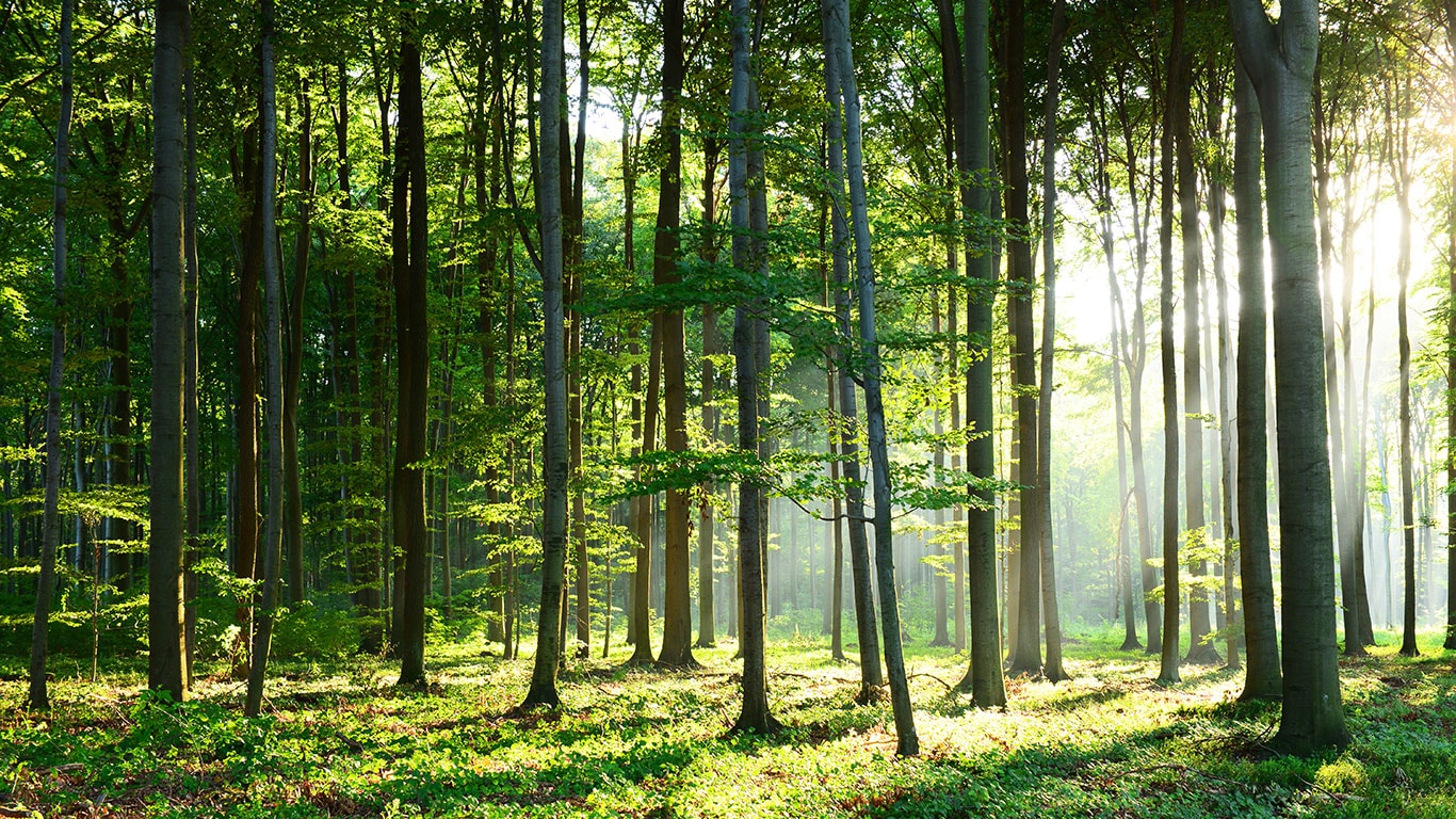 Luz na floresta verde