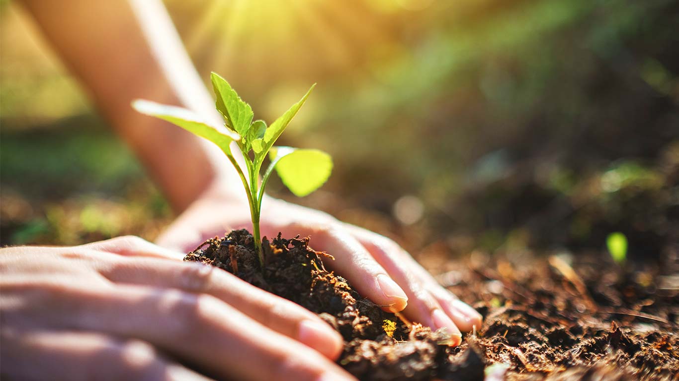 Uma árvore para a vida: como a encontrar e plantar